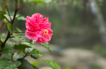 Double headed Pink Hibiscus Flower Background. Beautiful China Rose flower Background. Hibiscus Flower