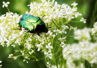 Käfer