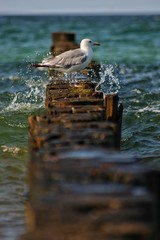 M&ouml;we auf den Bohlen