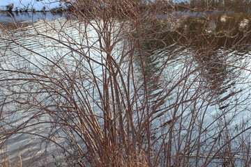 trees in winter