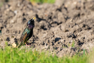Isolated bird starling, sturnus vulgaris standing on field ground with blured background