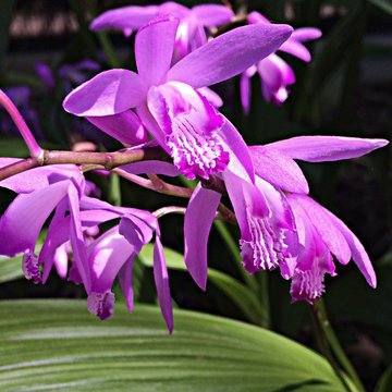 View Of Purple Blossom