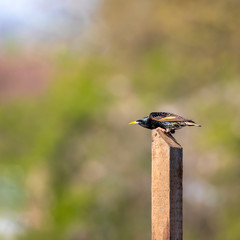 Isolated bird starling, sturnus vulgaris in wind, looking angry, perched on a wooden pole with blured background