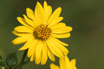 Bright Yellow Sunflower of Summer