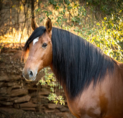 Portrait of brown Lusitano stallion
