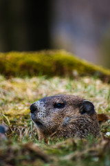 Early Spring