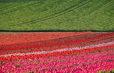 Agriculture - Colorful blooming tulip field