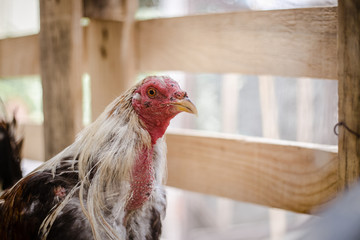 Gallo de pelea en corral