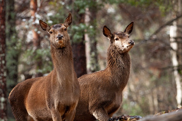 Two deer in the forest.