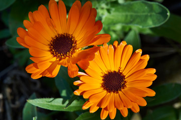 calendula