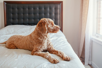 Cute adorable sad upset red-haired pet dog lying on clean bed in bedroom at home. Lonely domestic animal poodle goldenhoodle terrier in bedroom waiting for an owner master.