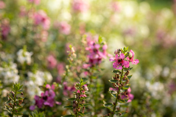The background image of the colorful flowers
