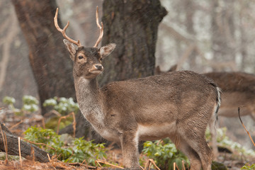 Naklejka na ściany i meble Male fallow deer in the forest.