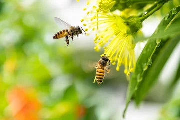 Abwaschbare Fototapete Biene Fliegende Honigbiene, die Pollen an der gelben Blume sammelt. Biene fliegt über die gelbe Blume