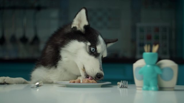 Black and white Siberian Husky dog eating food from plate with fork and knife on kitchen table in slow motion. Dogs head eating at the table at home. 