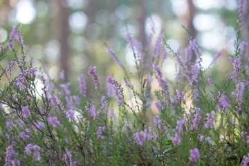 Obraz premium Beautiful thin, branched stems of blooming heather