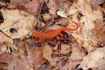red eft