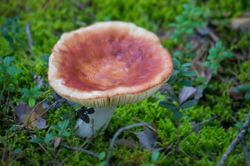 pool of water in a red russula hat in the forest.