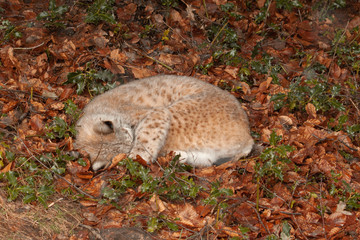 Lynx sleeping on the leaves.