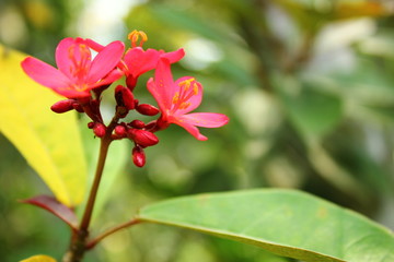 a photo of a colorful flower that looks very beautiful in the middle of the garden during the day