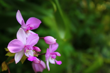 a photo of a colorful flower that looks very beautiful in the middle of the garden during the day