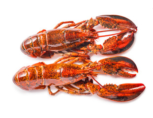 Cooked lobster isolated on white, Steam Canadian lobster isolated on white background.