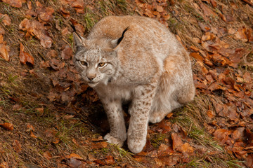 Lynx seated on the grass.