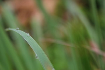 macro photo of  dew on the grass in the middle of the park with a blurred background