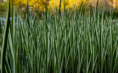 Deep Run Park Henrico. Virginia