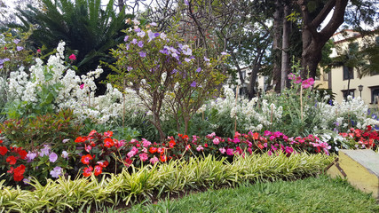 Madère, les jardins exubérants de Funchal capitale.