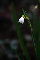 White small snowdrops flowers with dark green background. Close up photography. Macro photography. 