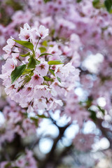 Small pink flower image. Pink sakura blossom in New York city. Marco photo cherry blossom flowers. 