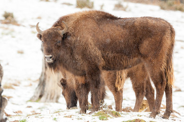 Bison on the snow.