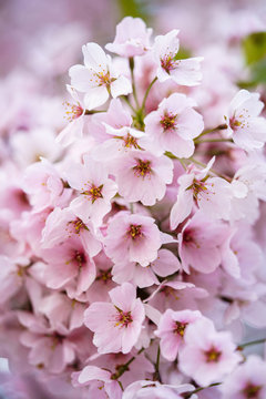 Small pink flower image. Pink sakura blossom in New York city. Marco photo cherry blossom flowers. 