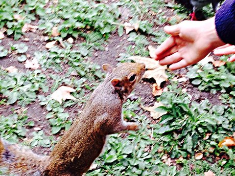 Close-up Of Hand Reaching For Squirrel