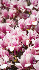Obraz premium Beautiful pink magnolia flowers. Magnolia blossom. New York City magnolia blossom. Manhattan magnolia blossom in Central Park. 