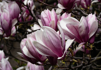 Beautiful pink magnolia flowers. Magnolia blossom. New York City magnolia blossom. Manhattan magnolia blossom in Central Park. 