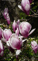 Beautiful pink magnolia flowers. Magnolia blossom. New York City magnolia blossom. Manhattan magnolia blossom in Central Park. 