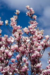 Beautiful pink magnolia flowers. Magnolia blossom. New York City magnolia blossom. Manhattan magnolia blossom in Central Park. 