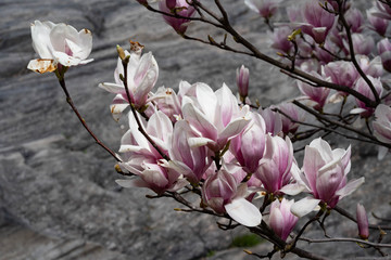 Beautiful pink magnolia flowers. Magnolia blossom. New York City magnolia blossom. Manhattan magnolia blossom in Central Park. 