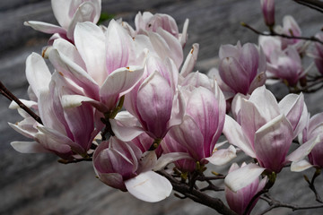 Beautiful pink magnolia flowers. Magnolia blossom. New York City magnolia blossom. Manhattan...