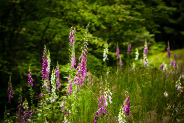 Obraz premium Purple and white foxglove flowers in Scottish Highlands meadow