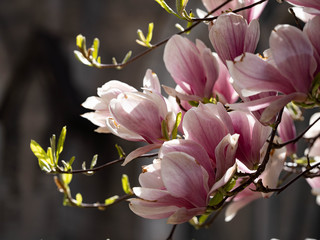 Beautiful pink magnolia flowers. Magnolia blossom. New York City magnolia blossom. Manhattan magnolia blossom in Central Park. 