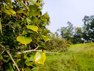 Dalbergia sissoo, known commonly as North Indian rosewood, is a first growing, hardy deciduous...