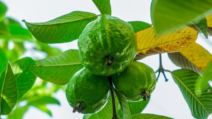 Guava fruit on the tree