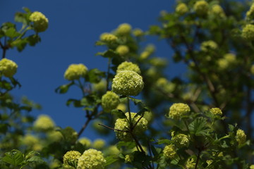 Arbre boule de neige. Printemps 