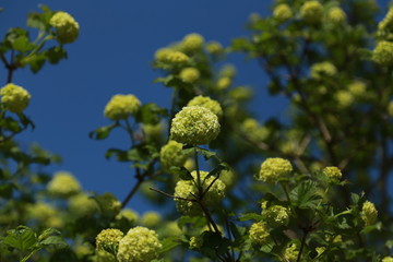 Arbre boule de neige. Printemps 
