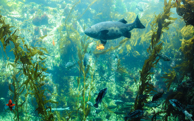 Naklejka na ściany i meble aquarium Kelp forest
