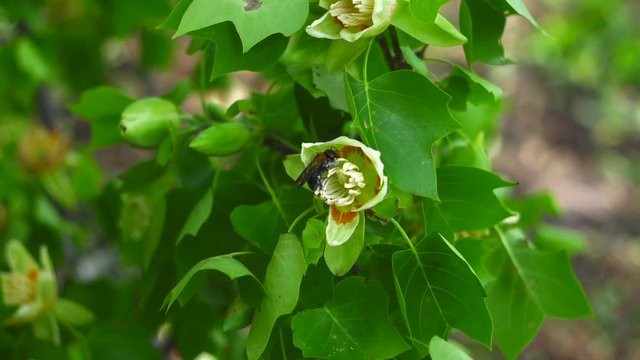 Bumble Bee Pollinating Yellow Tulip Flower also known as Yellow Poplar
