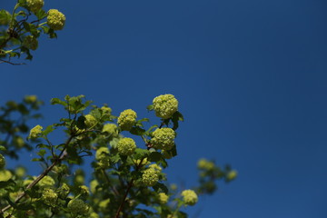 Arbre boule de neige. Printemps 